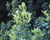 06-11-2001 : Tenerife, Jour 02, Montaña roja, déjeuner versant Sud, la Caldera du Teide