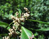 06-13-2001 : Tenerife, Jour 04, Ponte del Agua