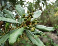 06-15-2001 : Tenerife, Jour 06, Forêt pluviale, Massif Taganana, Anaga