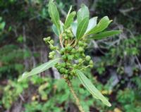 06-15-2001 : Tenerife, Jour 06, Forêt pluviale, Massif Taganana, Anaga
