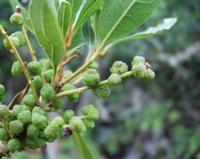 06-15-2001 : Tenerife, Jour 06, Forêt pluviale, Massif Taganana, Anaga