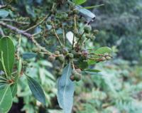 06-15-2001 : Tenerife, Jour 06, Forêt pluviale, Massif Taganana, Anaga