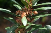 05-23-2009 : La Palma, Jour 01, Breña Baja, Mazo, la Montaña