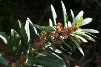 05-23-2009 : La Palma, Jour 01, Breña Baja, Mazo, la Montaña