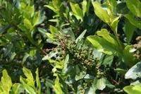 05-23-2009 : La Palma, Jour 01, Breña Baja, Mazo, la Montaña