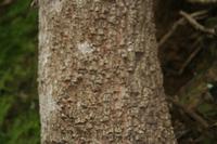 05-25-2009 : La Palma, Jour 03, Jardin de las Hesperides, la Galga