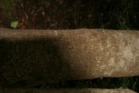 05-25-2009 : La Palma, Jour 03, Jardin de las Hesperides, la Galga