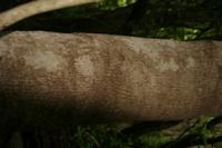 05-25-2009 : La Palma, Jour 03, Jardin de las Hesperides, la Galga