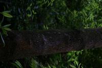 05-25-2009 : La Palma, Jour 03, Jardin de las Hesperides, la Galga