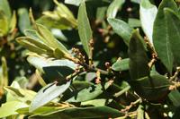 05-30-2009 : La Gomera, Jour 01, avant le tunnel, Parque de Garajonay, El Bailadero, Los Roques