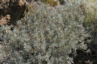 06-05-2009 : Tenerife, Jour 03, El Buen Paso, Mirador de Lomo Molino, Mirador de la Monja