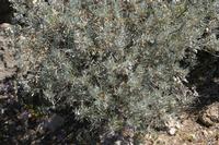 06-05-2009 : Tenerife, Jour 03, El Buen Paso, Mirador de Lomo Molino, Mirador de la Monja