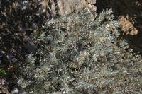 06-05-2009 : Tenerife, Jour 03, El Buen Paso, Mirador de Lomo Molino, Mirador de la Monja