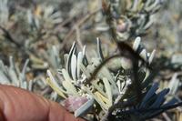 06-05-2009 : Tenerife, Jour 03, El Buen Paso, Mirador de Lomo Molino, Mirador de la Monja