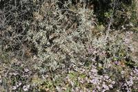 06-05-2009 : Tenerife, Jour 03, El Buen Paso, Mirador de Lomo Molino, Mirador de la Monja