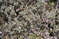 06-05-2009 : Tenerife, Jour 03, El Buen Paso, Mirador de Lomo Molino, Mirador de la Monja