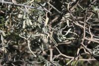 06-05-2009 : Tenerife, Jour 03, El Buen Paso, Mirador de Lomo Molino, Mirador de la Monja
