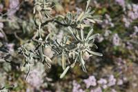 06-05-2009 : Tenerife, Jour 03, El Buen Paso, Mirador de Lomo Molino, Mirador de la Monja