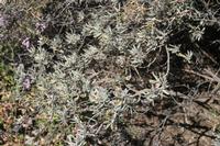 06-05-2009 : Tenerife, Jour 03, El Buen Paso, Mirador de Lomo Molino, Mirador de la Monja