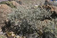 06-05-2009 : Tenerife, Jour 03, El Buen Paso, Mirador de Lomo Molino, Mirador de la Monja