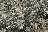 06-05-2009 : Tenerife, Jour 03, El Buen Paso, Mirador de Lomo Molino, Mirador de la Monja