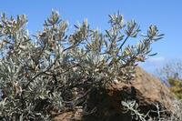 06-05-2009 : Tenerife, Jour 03, El Buen Paso, Mirador de Lomo Molino, Mirador de la Monja