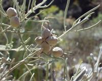 06-12-2001 : Tenerife, Jour 03, Barranco del infernio près d'Adeje