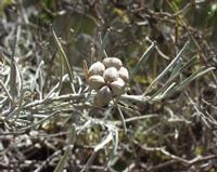 06-12-2001 : Tenerife, Jour 03, Barranco del infernio près d'Adeje