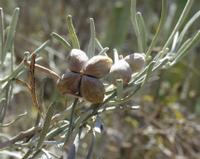 06-12-2001 : Tenerife, Jour 03, Barranco del infernio près d'Adeje