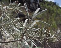 06-12-2001 : Tenerife, Jour 03, Barranco del infernio près d'Adeje