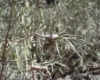 06-12-2001 : Tenerife, Jour 03, Barranco del infernio près d'Adeje