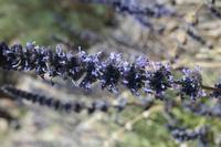 06-04-2009 : Tenerife, Jour 02, El Portillo JB, las Cañadas, Caldera du Teide