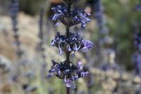 06-04-2009 : Tenerife, Jour 02, El Portillo JB, las Cañadas, Caldera du Teide