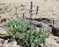 06-10-2001 : Tenerife, Jour 01, El Portillo JB, las Cañadas