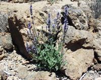 06-10-2001 : Tenerife, Jour 01, El Portillo JB, las Cañadas