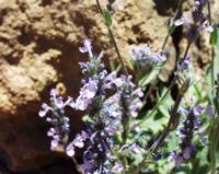 06-10-2001 : Tenerife, Jour 01, El Portillo JB, las Cañadas