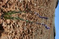06-04-2009 : Tenerife, Jour 02, El Portillo JB, las Cañadas, Caldera du Teide