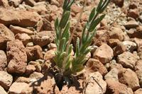 06-04-2009 : Tenerife, Jour 02, El Portillo JB, las Cañadas, Caldera du Teide