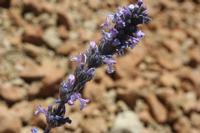 06-04-2009 : Tenerife, Jour 02, El Portillo JB, las Cañadas, Caldera du Teide