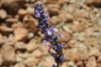 06-04-2009 : Tenerife, Jour 02, El Portillo JB, las Cañadas, Caldera du Teide