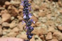 06-04-2009 : Tenerife, Jour 02, El Portillo JB, las Cañadas, Caldera du Teide