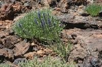 06-04-2009 : Tenerife, Jour 02, El Portillo JB, las Cañadas, Caldera du Teide
