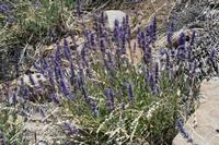 06-04-2009 : Tenerife, Jour 02, El Portillo JB, las Cañadas, Caldera du Teide