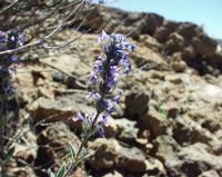 06-10-2001 : Tenerife, Jour 01, El Portillo JB, las Cañadas