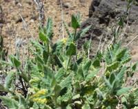 06-10-2001 : Tenerife, Jour 01, El Portillo JB, las Cañadas