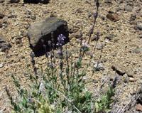 06-10-2001 : Tenerife, Jour 01, El Portillo JB, las Cañadas