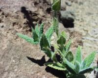 06-10-2001 : Tenerife, Jour 01, El Portillo JB, las Cañadas