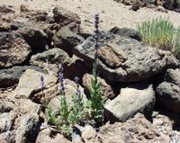 06-10-2001 : Tenerife, Jour 01, El Portillo JB, las Cañadas