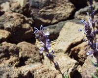 06-10-2001 : Tenerife, Jour 01, El Portillo JB, las Cañadas