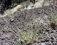 06-11-2001 : Tenerife, Jour 02, Montaña roja, déjeuner versant Sud, la Caldera du Teide